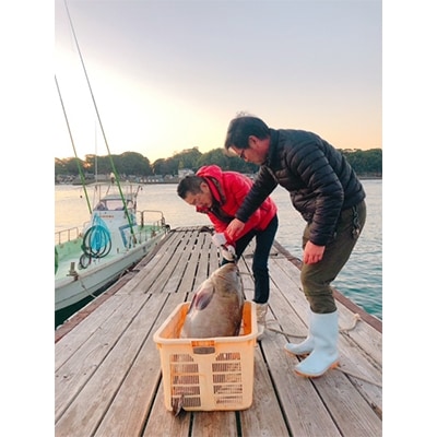 生クエ天然直送【1.6kg】