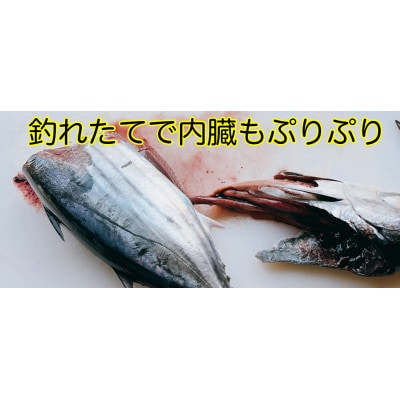 モチモチ食感!ビリかつお刺身250g×1節(刺身醤油・ニンニク付き)