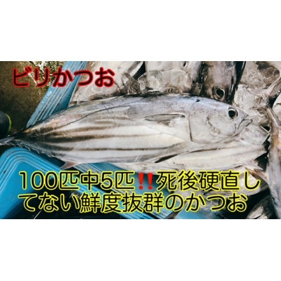 新鮮!釣れたて鰹!モチモチ食感!ビリかつおわら焼きタタキ500g×4節(タレ・ニンニク付)