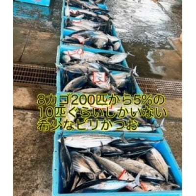 新鮮!釣れたて鰹!モチモチ食感!ビリかつおわら焼きタタキ500g×4節(タレ・ニンニク付)