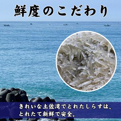 しらす干し(釜揚げちりめん)高知県土佐湾産500g(500g×1袋)新鮮・ふわふわ鮮度抜群!