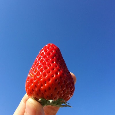 朝どれいちごの詰め合わせ(2パック)