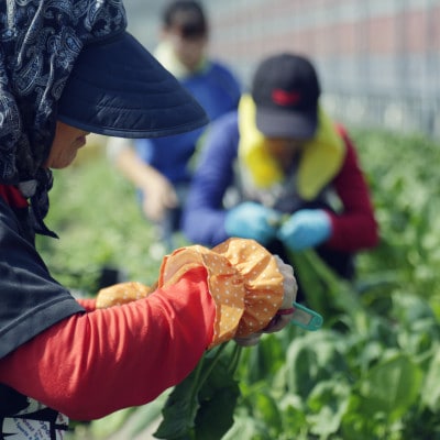 【毎月定期便】旬の朝採れ土佐野菜詰め合わせ大(10～13品目)全6回