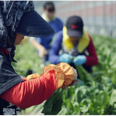 【毎月定期便】旬の朝採れ土佐野菜詰め合わせ大(10～13品目)全12回