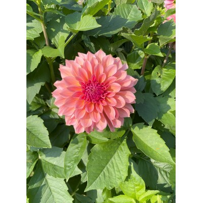川俣町産ダリア生花　なまはげシリーズ　セット