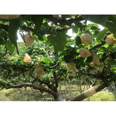 春日農園の梨　約10kg