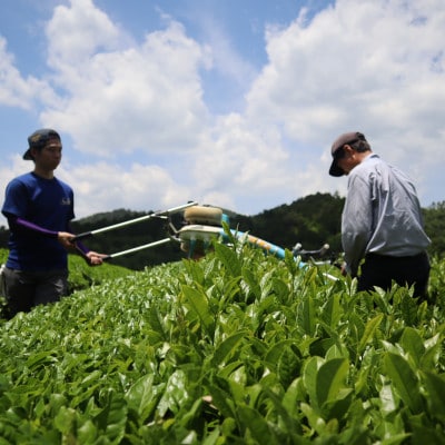 丹波・有機栽培　天日干し赤ちゃん番茶バラ　90g×3袋