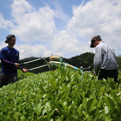丹波・有機栽培　天日干し赤ちゃん番茶ティーバッグ大 (6g×25個入り)×4袋