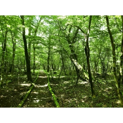 富士山の森トレッキング 大人3名コース