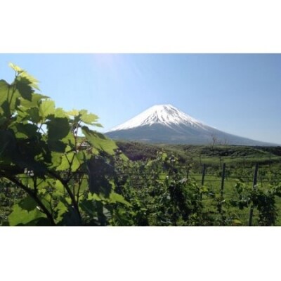 富士山ワイナリー シゼン・スパークリング・甲州
