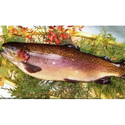 西京漬け 富士山サーモン 4切入り