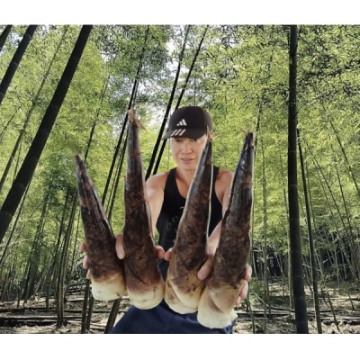 タケノコ王の青果ハチク及びマダケ 約3kg 風岡たけのこ園 【5月以降順次発送予定】