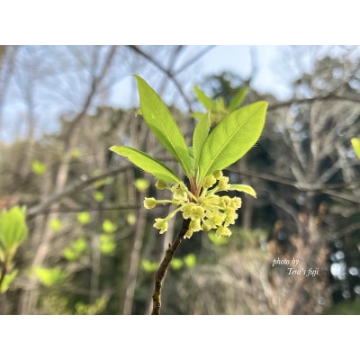 クロモジ ハーブウォーター 100ml×2本 TERA'S FUJI ルームスプレー