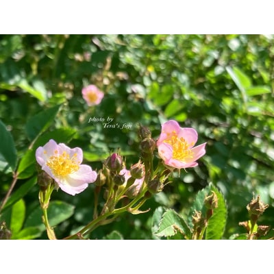 ワイルドローズ フローラルウォーター 50ml×2本 TERA'S FUJI