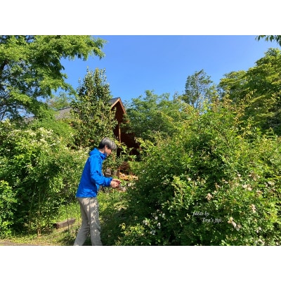 ワイルドローズ フローラルウォーター 50ml×2本 TERA'S FUJI