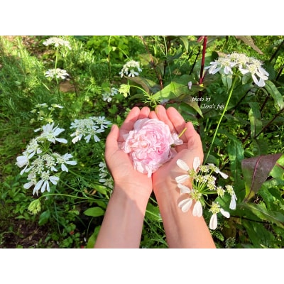 【女性限定】富士山の麓で創られた植物療法トリートメント 70分コース TERA'S FUJI