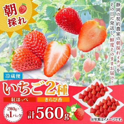 富士宮市産 いちご 2種セット 紅ほっぺ & きらぴ香 各280g×1P 計560g