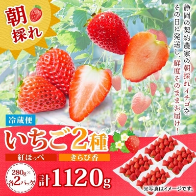 富士宮市産 いちご 2種セット 紅ほっぺ & きらぴ香 各280g×2P 計1120g