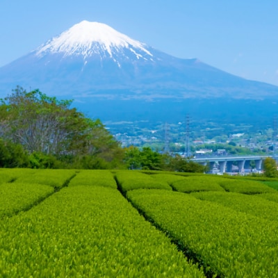 特上煎茶 100g×2袋 箱入り 堂ヶ谷戸製茶