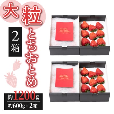 【BERRY PLANTS FACTORY】大粒!とちおとめ 約1.2kg