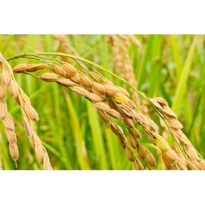 【令和6年産】コシヒカリ　白米5kg