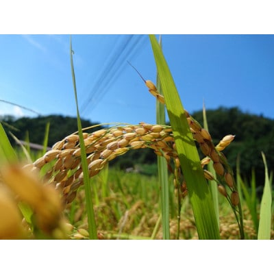 【令和6年産】コシヒカリ　玄米5kg