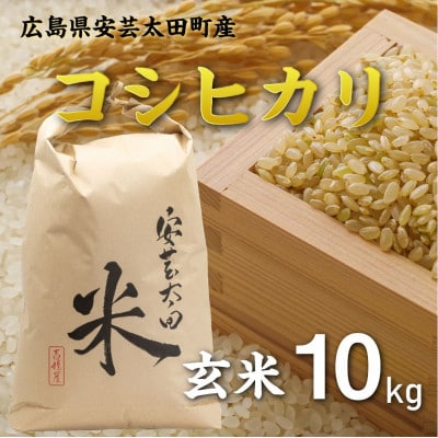 【令和8年産】コシヒカリ　玄米10kg×1袋