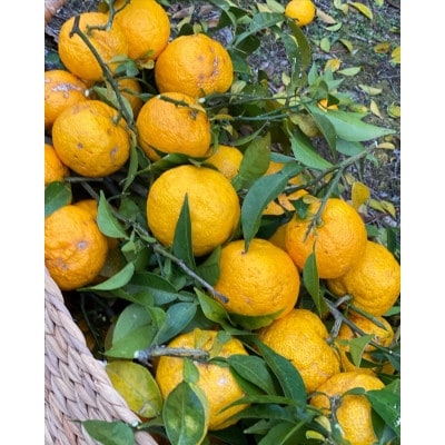 安芸太田町産ゆずとたまねぎの あわのポン酢【とれたて】 150ml　2本セット