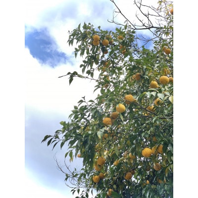 安芸太田町産ゆずとたまねぎの あわのポン酢【とれたて】300ml　1本