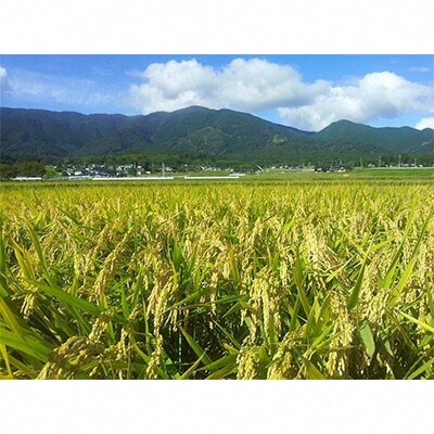 令和4年産こしひかり【那岐山麓菜の花米】10kg(5kg×2袋) 11月より順次発送