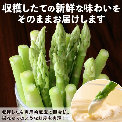 北海道 アスパラガス グリーン(Lサイズ)約2kg 旬 朝採り 新鮮 産地直送 倶知安町