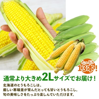 2025年 先行受付 北海道 倶知安 とうもろこし 味来(みらい) 2Lサイズ 5kg前後 産地直送