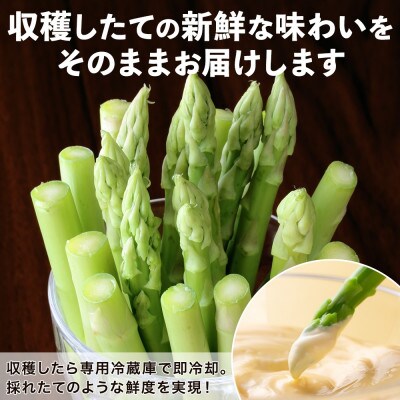 北海道 アスパラガス グリーン(Mサイズ)約2kg 旬 朝採り 新鮮 産地直送 倶知安町
