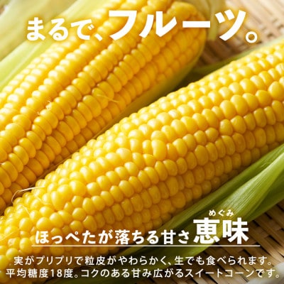 北海道 倶知安町 とうもろこし 恵味 めぐみ 2Lサイズ 5kg 13本前後