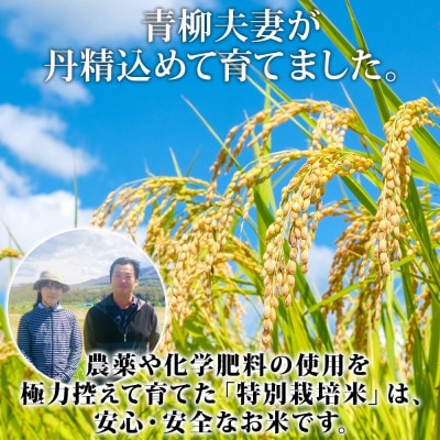 北海道 倶知安町産 ゆめぴりか 特別栽培米 精米 5kg 特A 白米 米 ショクレン 倶知安町