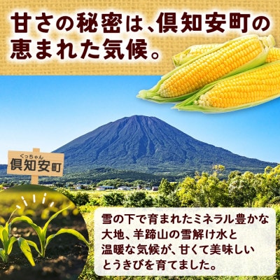 【2026年発送】 とうもろこし 味来 みらい 2Lサイズ 26本 約10kg 北海道 倶知安町
