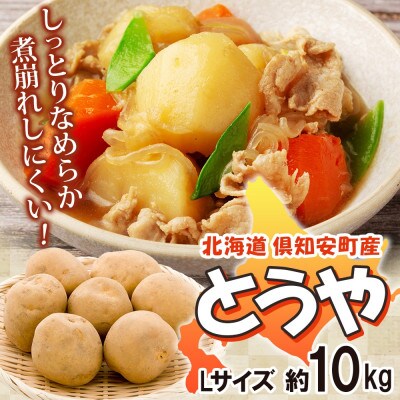 R8年度産 先行予約 北海道産じゃがいも とうや Lサイズ 約10kg 馬鈴薯 北海道倶知安町