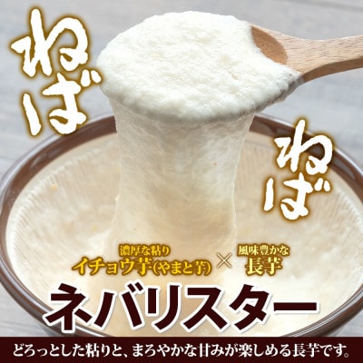北海道 倶知安町産 ネバリスター 計5kg 北海道産 長芋 倶知安町【2026年11月中旬～お届け】