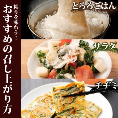 北海道 倶知安町産 ネバリスター 計5kg 北海道産 長芋 倶知安町【2026年11月中旬～お届け】