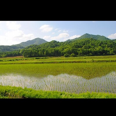 愛別町産米(ゆめぴりか2kg&もち米2kg)【A54214】