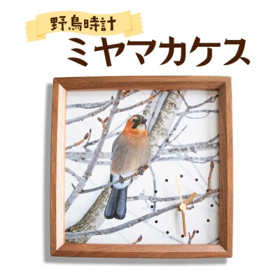 野鳥時計【ミヤマカケス】【G14106】