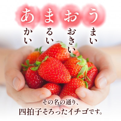【さとふる限定】【2026年発送先行受付】『春あまおう』5パック(1.2kg以上)