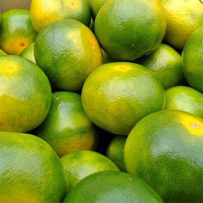 【宇美】福岡限定!オリジナルブランドみかん「早味かん」約2kg