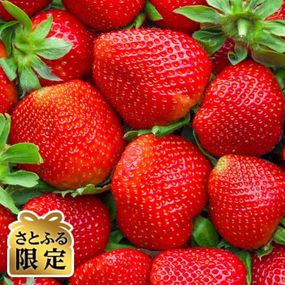 【さとふる限定】春にお届けの苺!(2月~4月)福岡産春あまおう300g×4パック