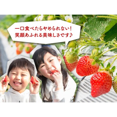 博多あまおう250g×4パック(宇美町)