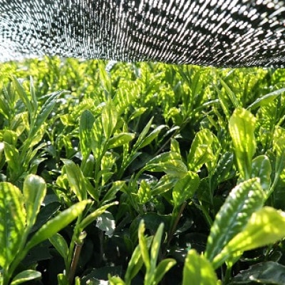 深炒り八女ほうじ茶50g(宇美町)(八女茶)