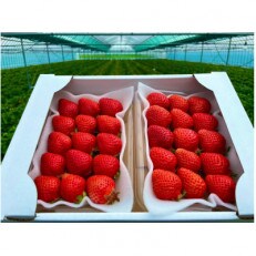 福岡県産 朝採り新鮮【あまおう】農家直送 (250～270g)×4パック