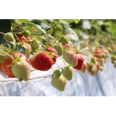 プレミアム あまおう EX(化粧箱入り)約400g×1パック(宇美町)