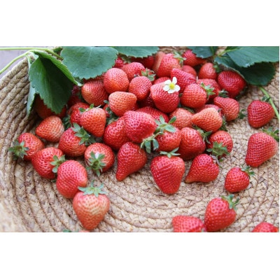 プレミアム あまおう EX(化粧箱入り)約400g×1パック(宇美町)