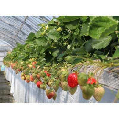 選ばれし一粒・特撰プレミアムあまおう 約600g(宇美町)